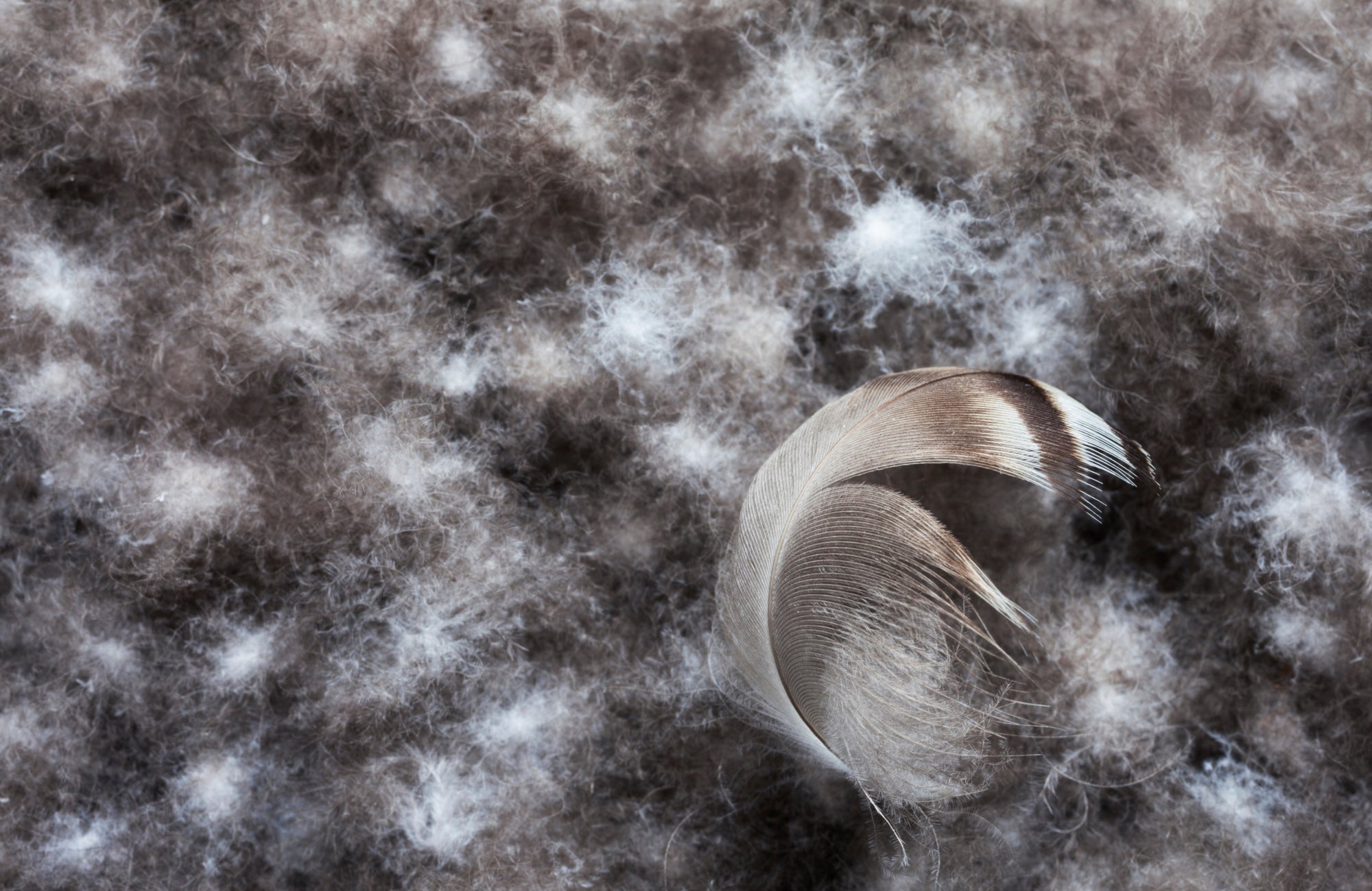 Luxus - Daunendecke aus Eiderdaunen SWISSpur