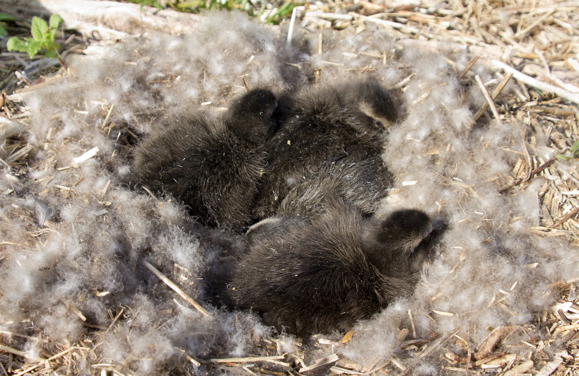 Luxus - Daunendecke aus Eiderdaunen SWISSpur